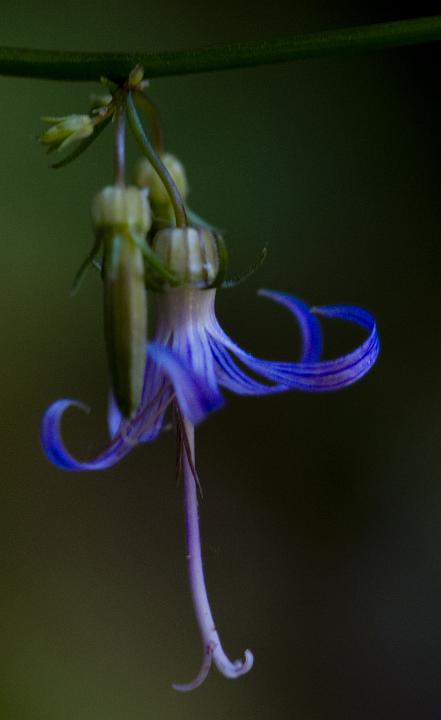 California Blue Bell, Campanula prenanthoides.jpg